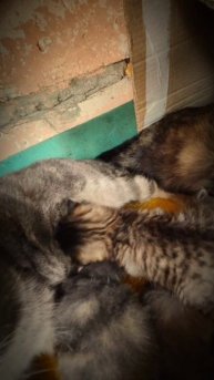 Котята.