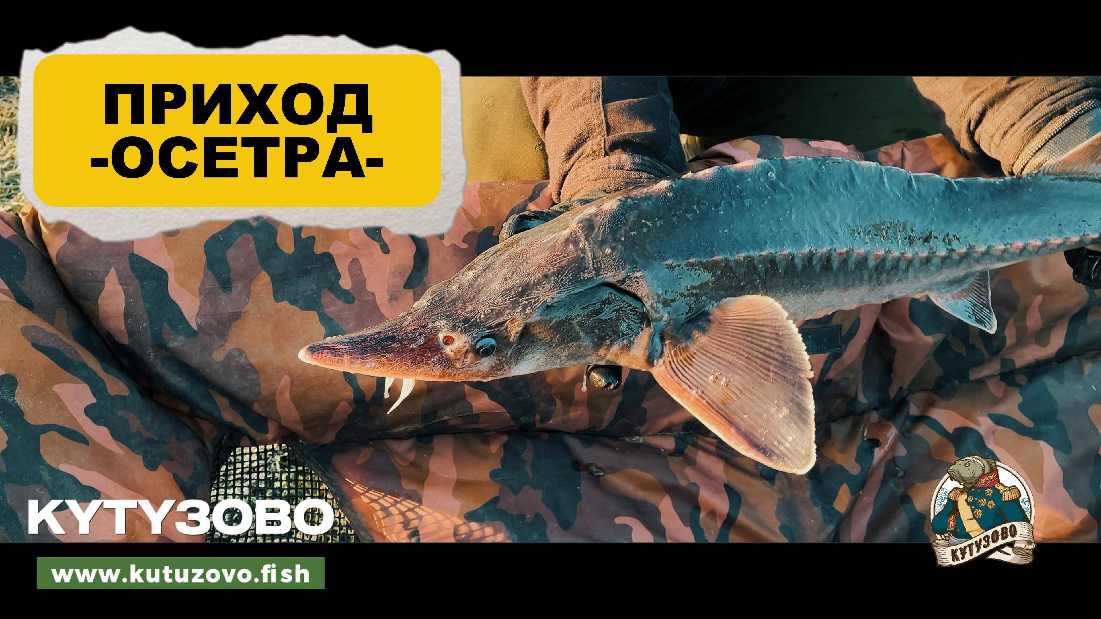 Приход осетра 07.05.2025