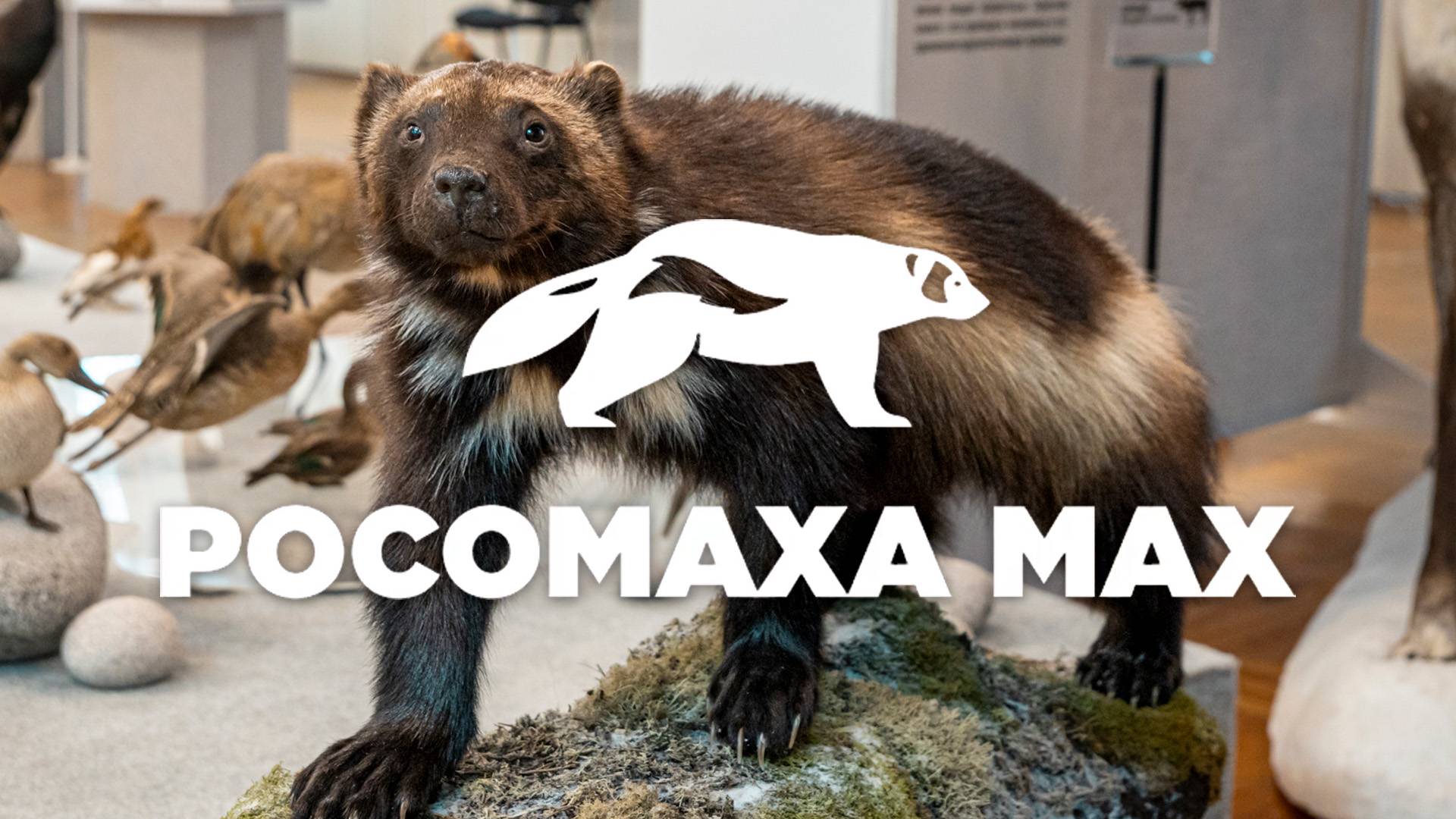 Росомаха Мах. Новые поступления