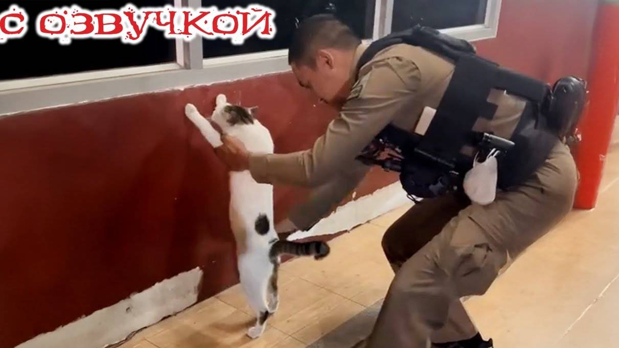 Коты-хулиганы в озвучке — Без смеха не смотреть! 😂