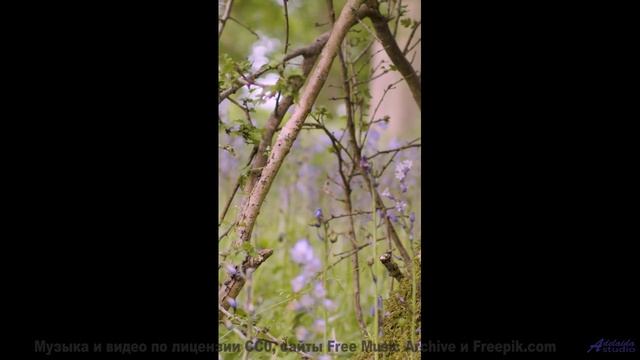 Путешествие, музыка и вы - что может быть лучше - Bombs Away -- Duncan Reid and the Big Heads -- Liv