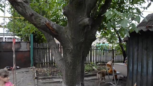 ПОЗИТИВ. Приехал проведать Сашу , а моя собака вырвалась на волю