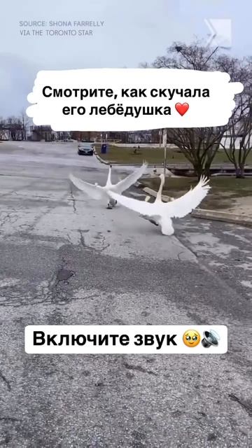Лебедь вернулся