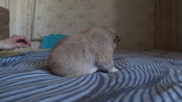 Щенкам КОРГИ Тей и Софий 14 дней