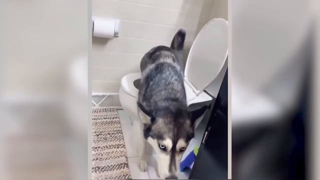 Приколы с животными