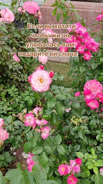 Подари хорошее настроение