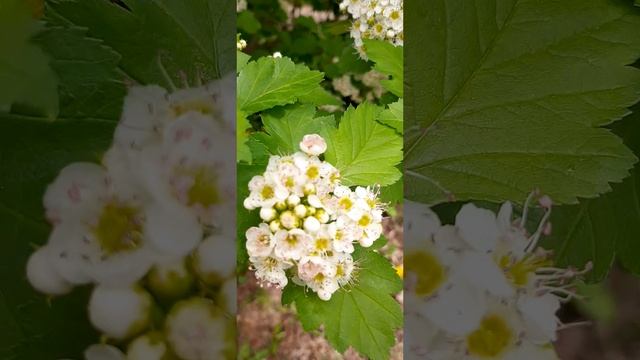 07-05-2025 7 Мая утренняя прогулка, свежий весенний воздух, всё вокруг цветёт и благоухает....