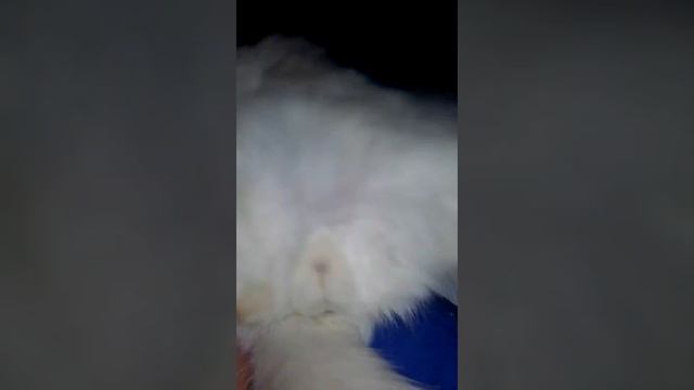 Мой сонный милаха по имени *СНЕЖОК*