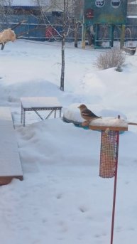 Дубонос на моей кормушке