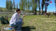 ВЕСТИ-КРЫМ «Звериные истории»: как подружиться с оленями