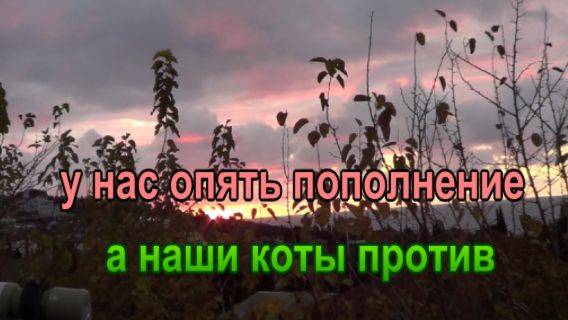 № 898 у нас опять пополнение ,а наши коты против!