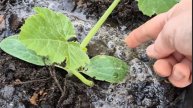 Сажаю кабачок для раннего урожая.