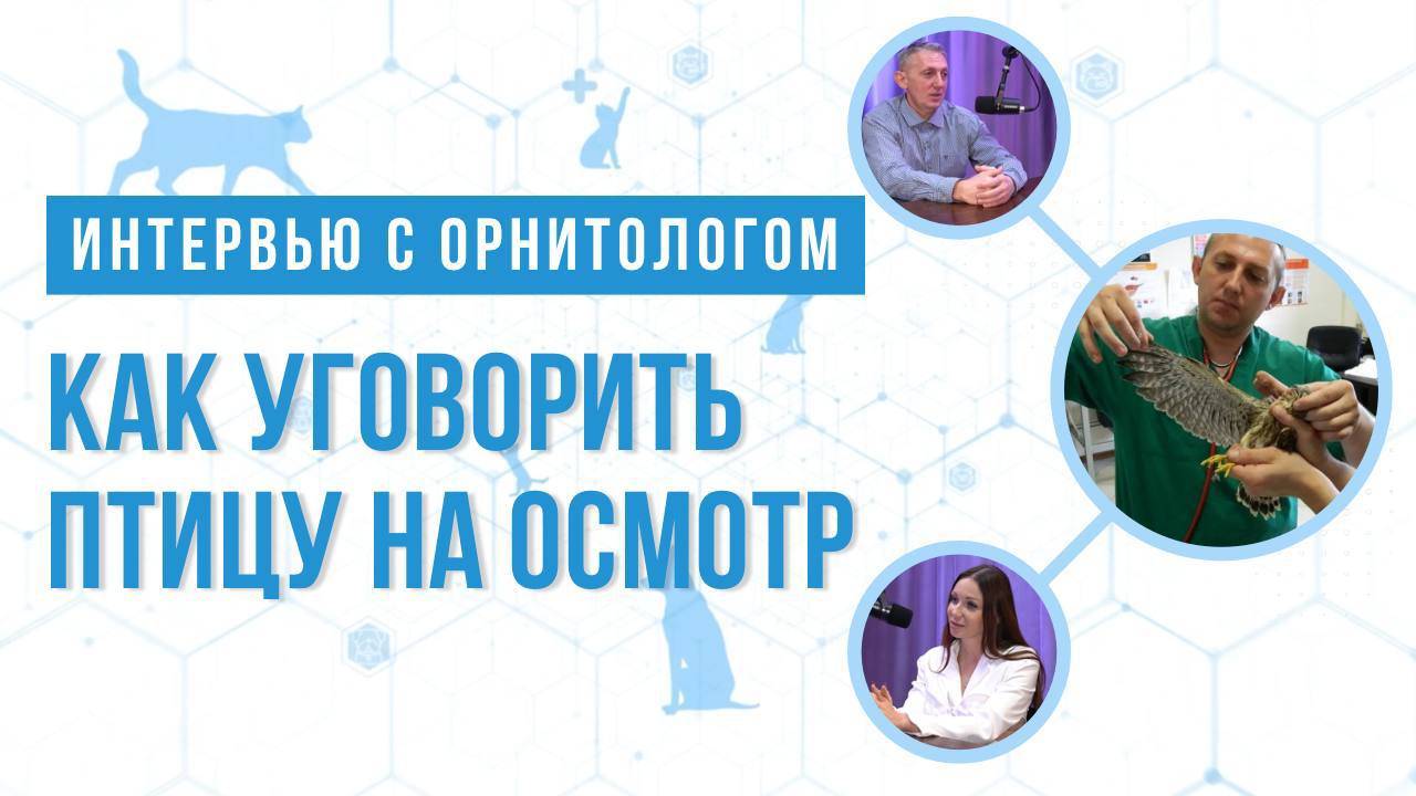 Интервью с орнитологом. Как уговорить птицу на осмотр.