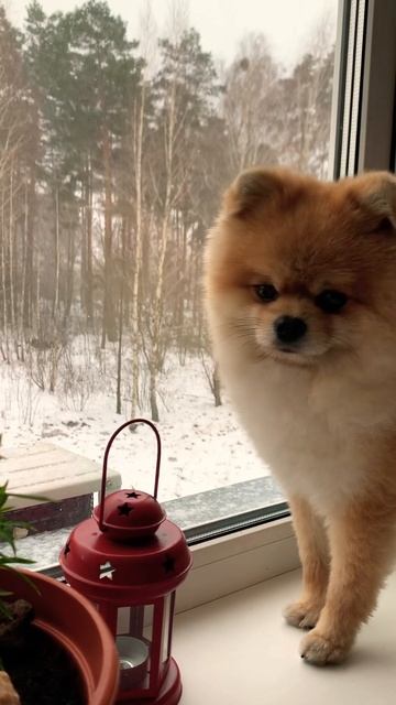 Ждёте Новый год ?🎅🏼🎄🎁 #funnyshorts #померанскийшпиц #trending #happy #dogtrending #cutebaby