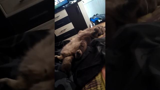 Спит и видит Сон