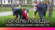 В Новгородской области провели акцию «Тополь Победы»