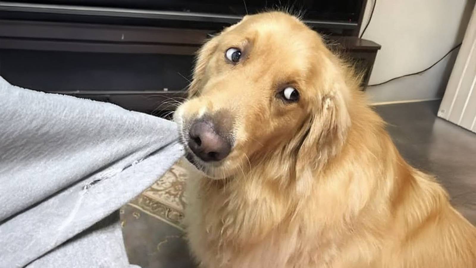 Самый смешной золотистый ретривер, вы не перестанете смеяться! 🤣🐶
