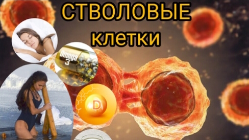 7 способов стимулировать Стволовые клетки...