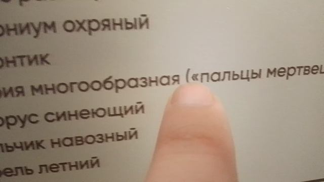 грибы