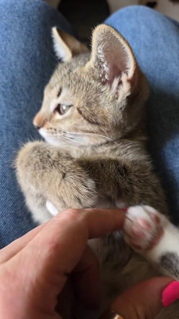 котёнок Ветерок пырчит как трактор, кому такая радость достанется
#ищемдом #всемкота #котёнокдаром