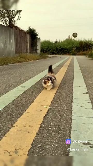 Котенок