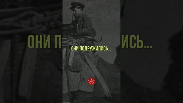 Боевые верблюды - Мишка и Машка дошли до Берлина