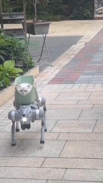 Кото робособака