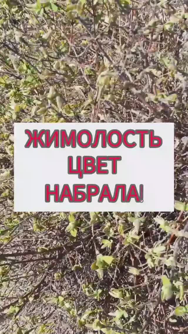 Жимолость цвет набрала