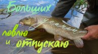 Ловлю больших усачей с икрой и отпускаю на икрометание