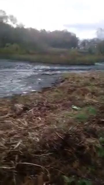 Откачка воды помпой из водоема (пруда) - Rentapump.ru
