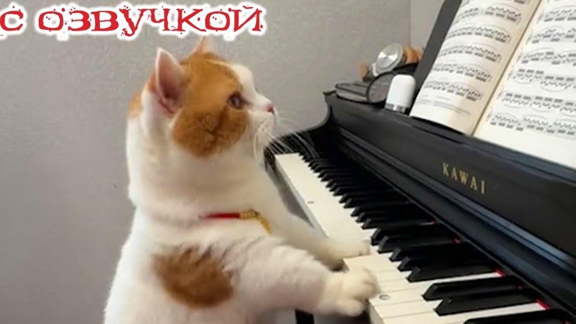 Приколы с котами! С ОЗВУЧКОЙ! Смешные КОТЫ И СОБАКИ! Смешные видео о животных! До слёз!
