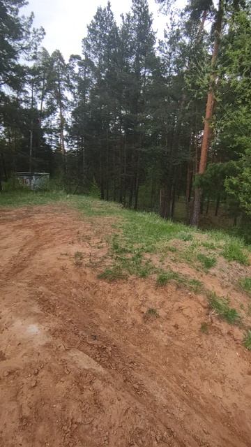 Весенний лес