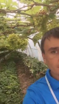 Виноград фермерское хозяйство Павливське 22/07/2016
