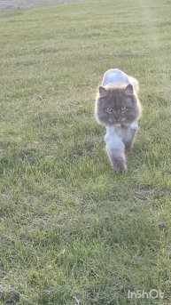 Сибирский кот бритой наружности 🤣