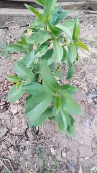 Низкорослая вишня Хартлэнд для балконов | Small Garden's