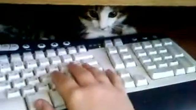 Тигра и клавиатура :)