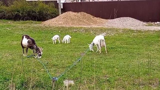 На лугу пасутся козы