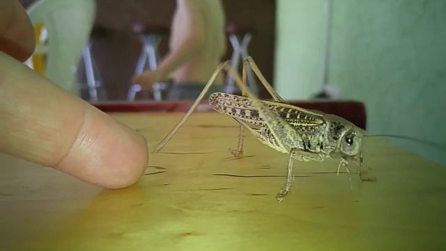 саранча