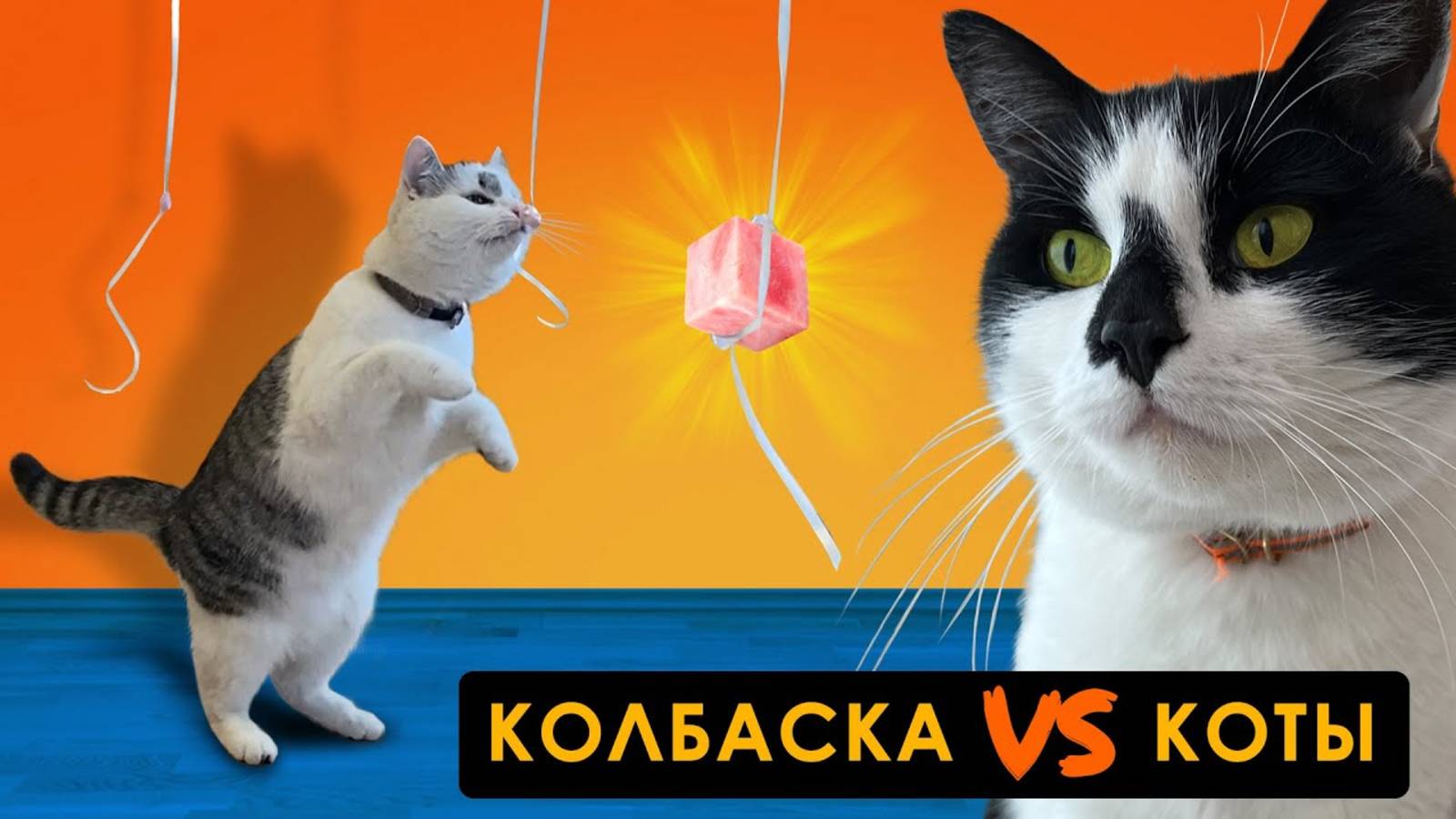 ЧЕЛЛЕНДЖ для ЖИВОТНЫХ! СОРВИ КОЛБАСКУ ЧТОБЫ ВЫЖИТЬ! КОТ МАЛЫШ VS КОШКА МУРКА А ну-ка давай-ка