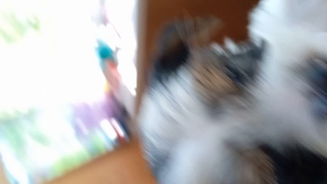 1000072699.mp4