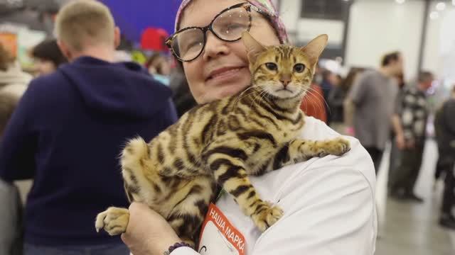 📞+7-911-234-29-17 Бенгальские котята 🐱✍️ Наталья Сидорова 📍 Санкт-Петербург