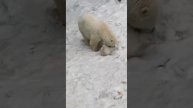 Белые медвежата /Новосибирский зоопарк#белые медвежа?