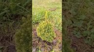 Гортензия-гигант,пересадка малышки🌲🌺#жизньзагород?