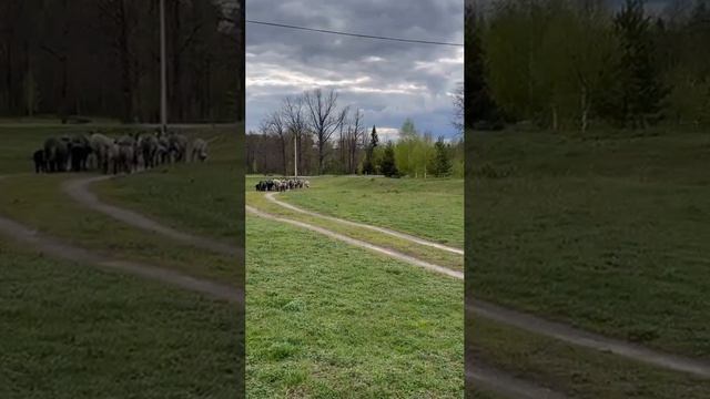 Насыщенный день из жизни деревенской семьи. Стрижка овец