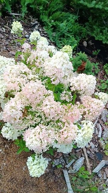 Гортензия метельчатая/ Hydrangea paniculata Bombshell. Воздушное об?