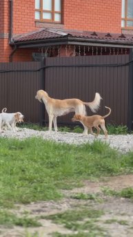 В поисках мам и пап малыши Салюки 😊