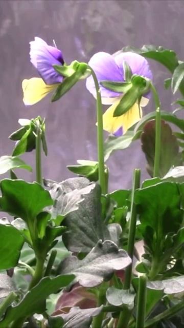 🌺ТАЙМЛАПС Виола на гидропонике🌺 #plant #gardening #hydroponics #tim