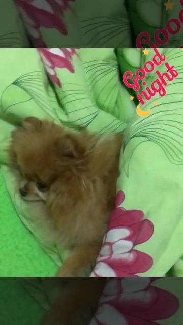 Шпиц. Спокойной ночи!😴