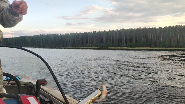 2 июня 2024 года. Открытие сезона. Окунь