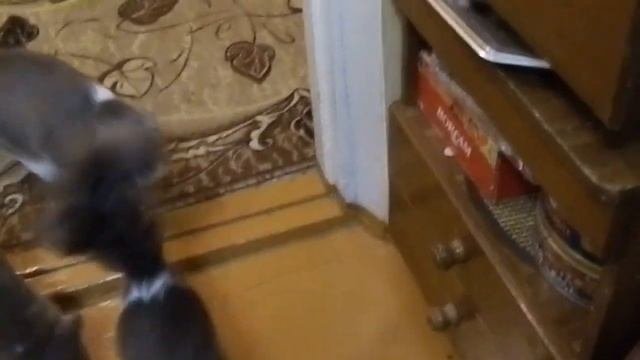 */*СМЕШНОЕ ВИДЕО*/* КОШКА - ИЩЕЙКА */*КОТЫ И ДАЧА*/*